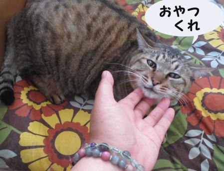 ねこ画像で癒されるトピ4