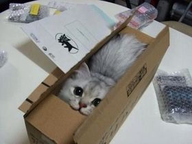 ねこ画像で癒されるトピ4
