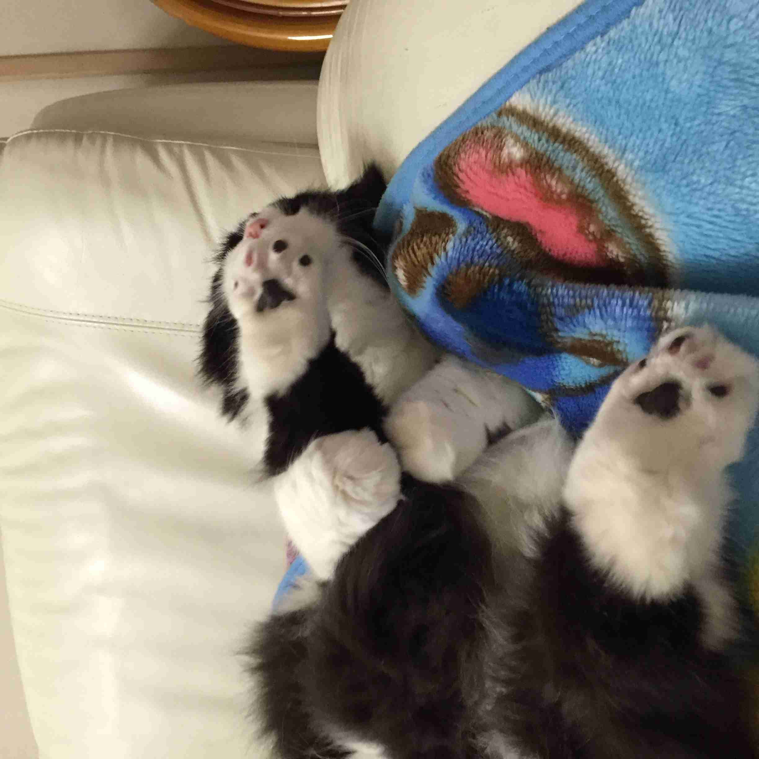 ねこ画像で癒されるトピ4