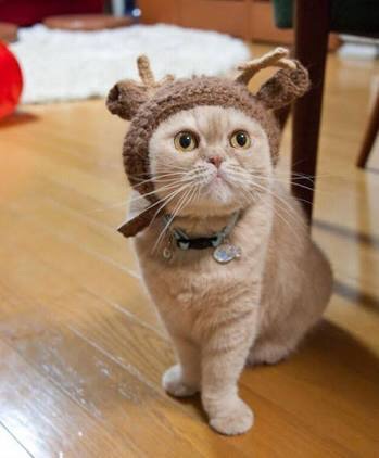 ねこ画像で癒されるトピ4