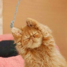 ねこ画像で癒されるトピ4