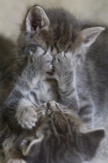 ねこ画像で癒されるトピ4