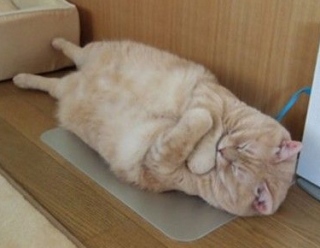 ねこ画像で癒されるトピ4