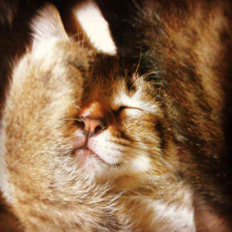 ねこ画像で癒されるトピ4