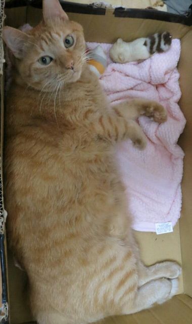 ねこ画像で癒されるトピ4