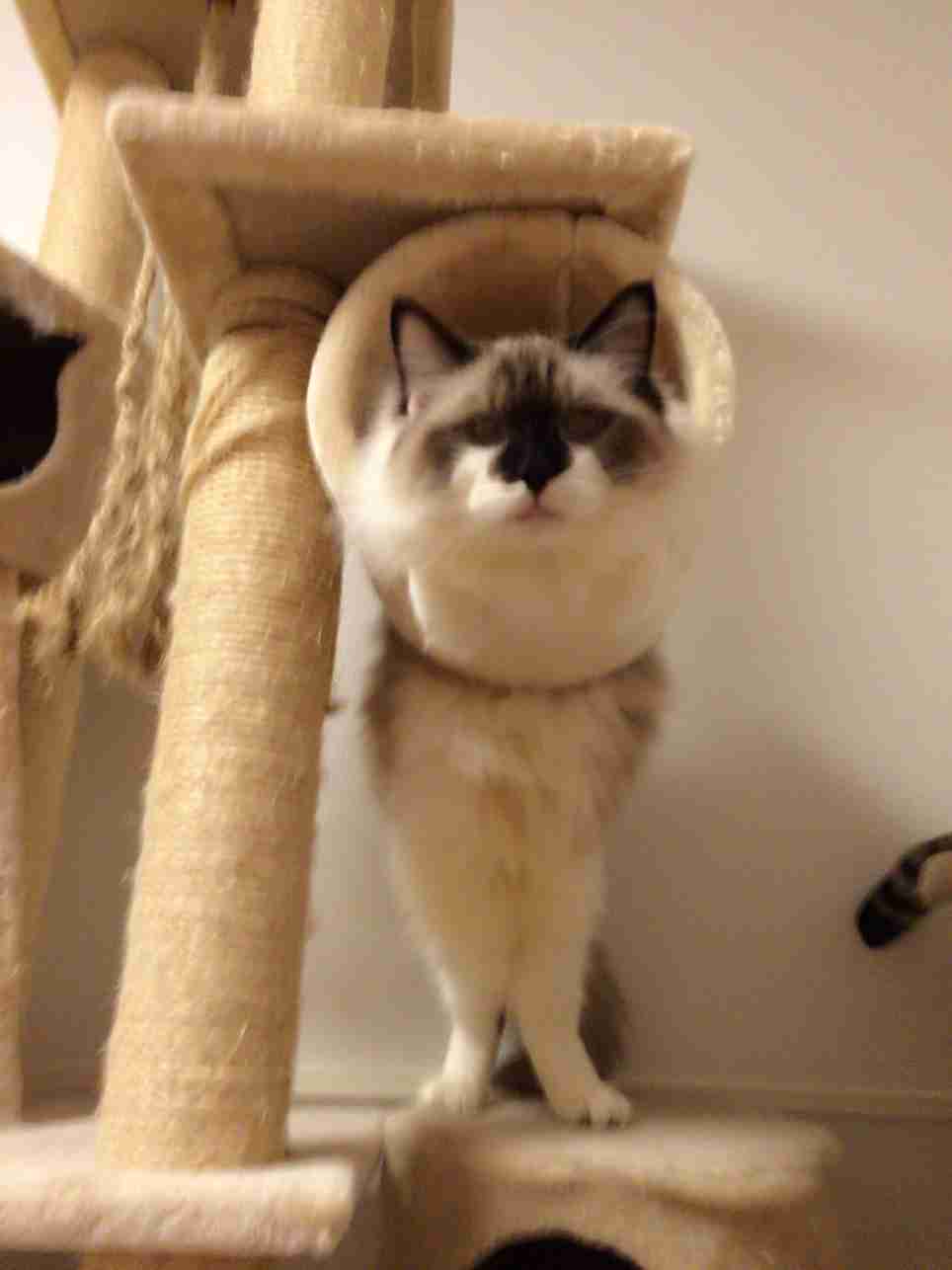 ねこ画像で癒されるトピ4