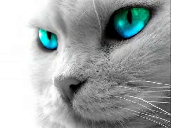 ねこ画像で癒されるトピ4