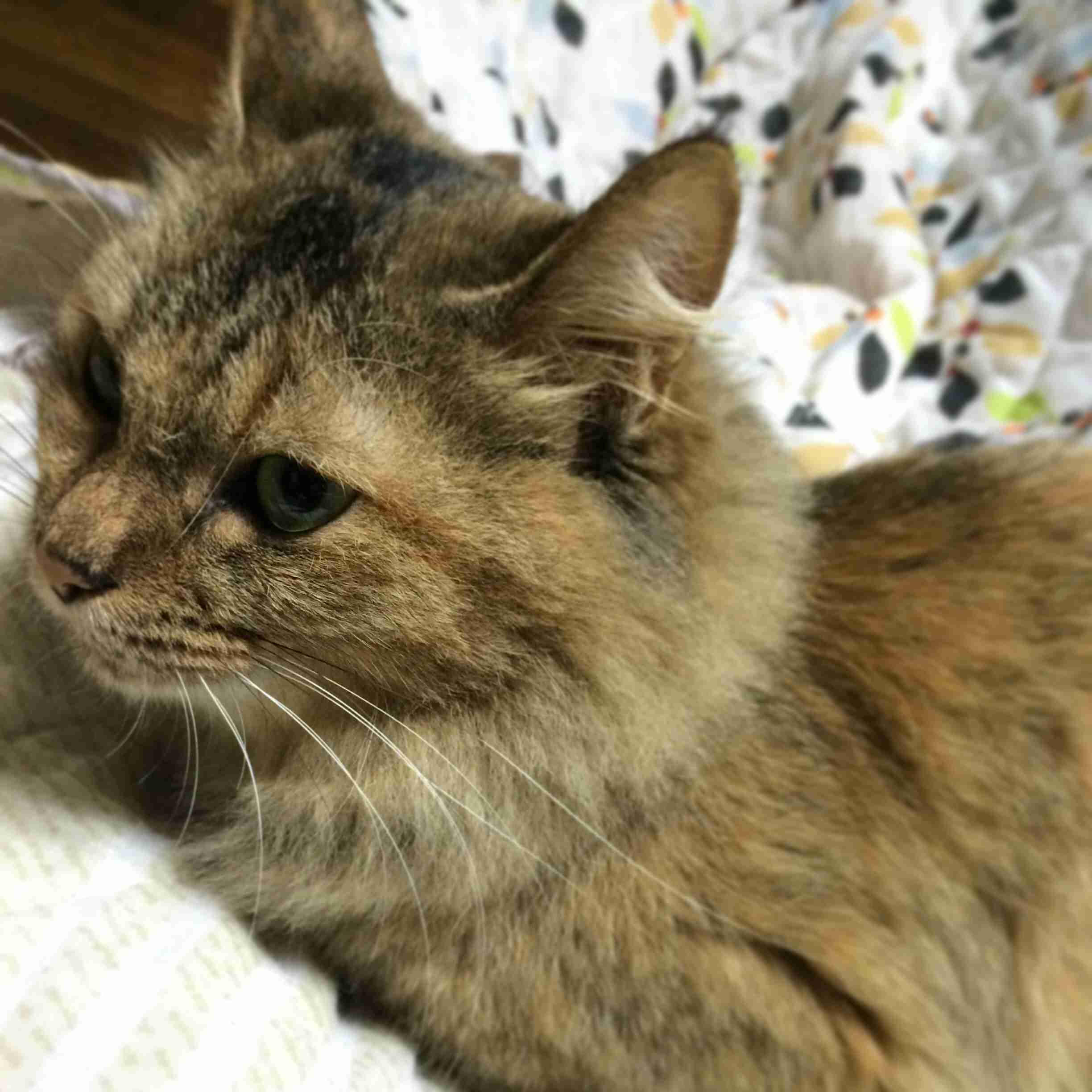 ねこ画像で癒されるトピ4