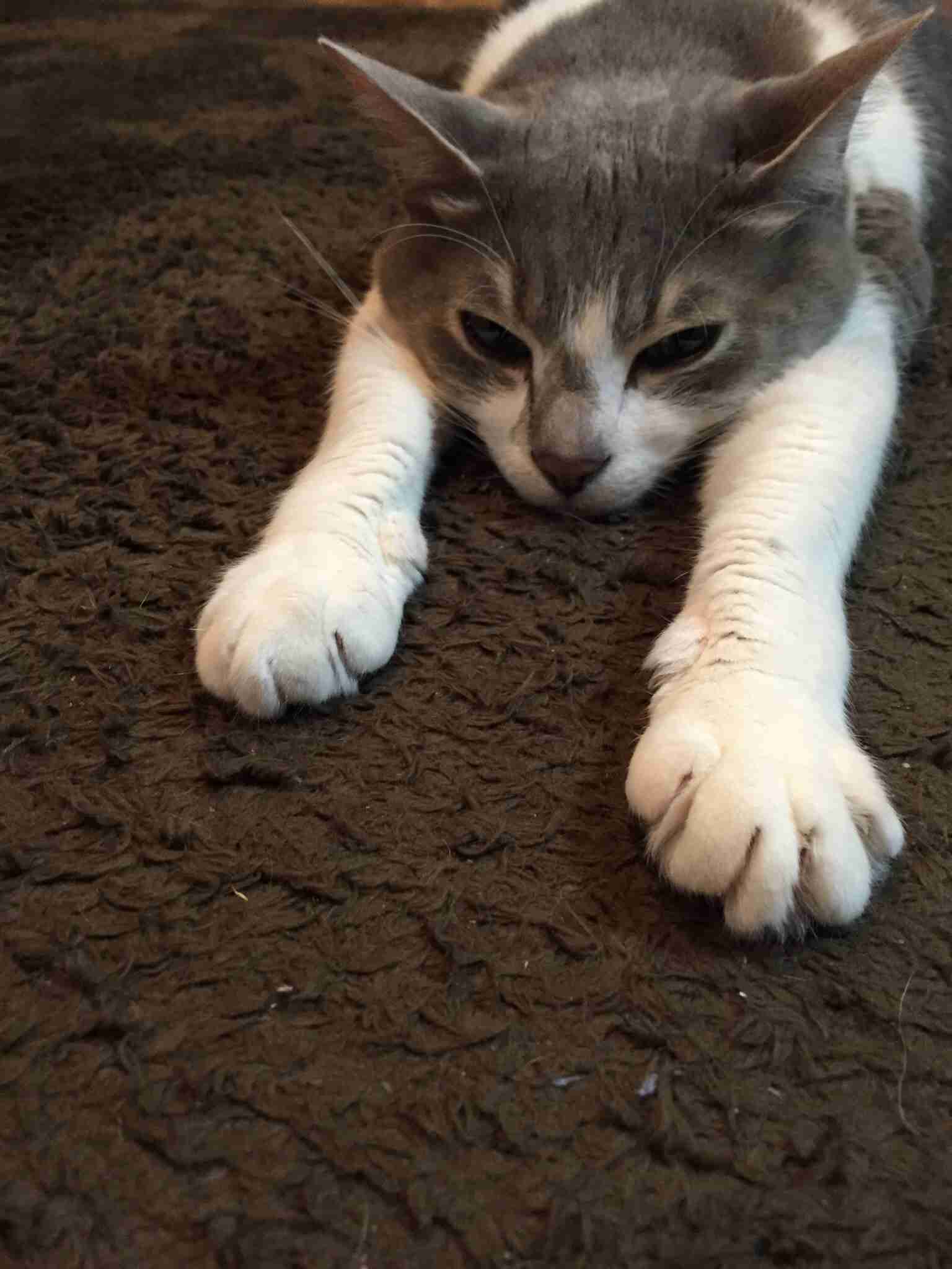 ねこ画像で癒されるトピ4