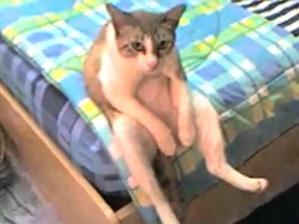 ねこ画像で癒されるトピ4