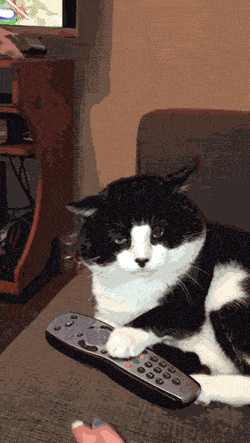 ねこ画像で癒されるトピ4