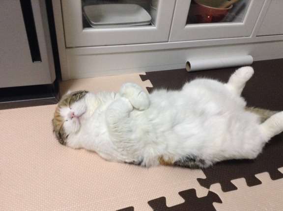 ねこ画像で癒されるトピ4