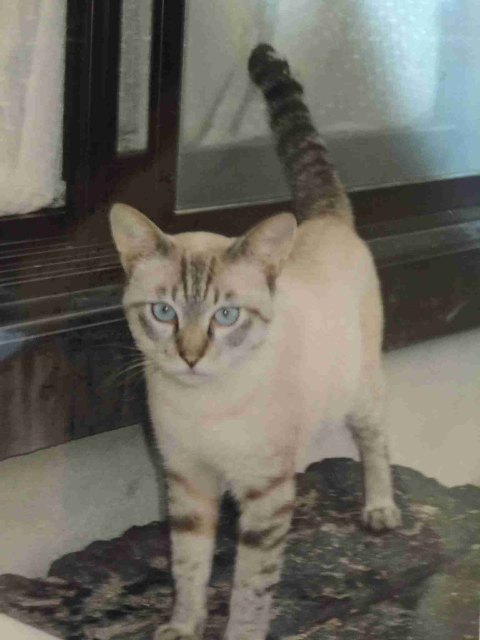 ねこ画像で癒されるトピ4