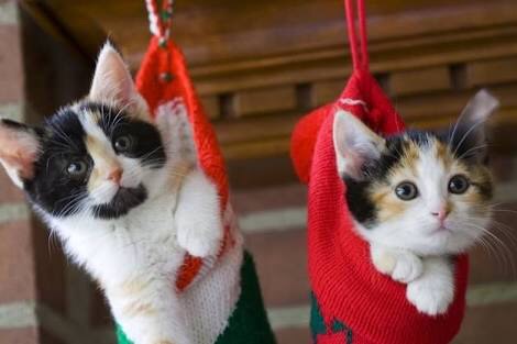 ねこ画像で癒されるトピ4