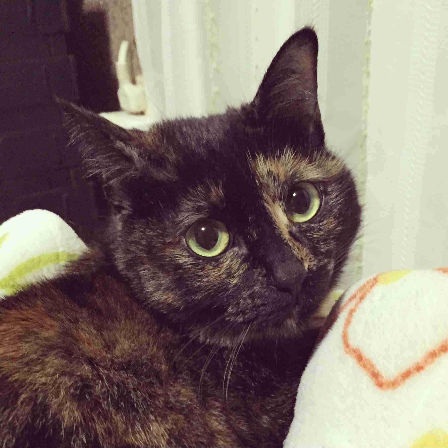 ねこ画像で癒されるトピ4