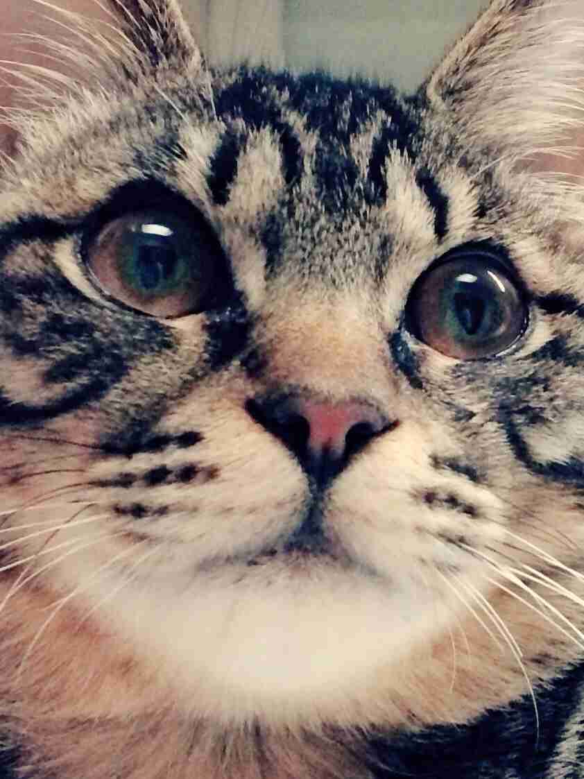 ねこ画像で癒されるトピ4