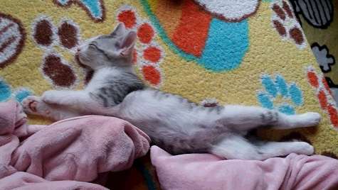 ねこ画像で癒されるトピ4