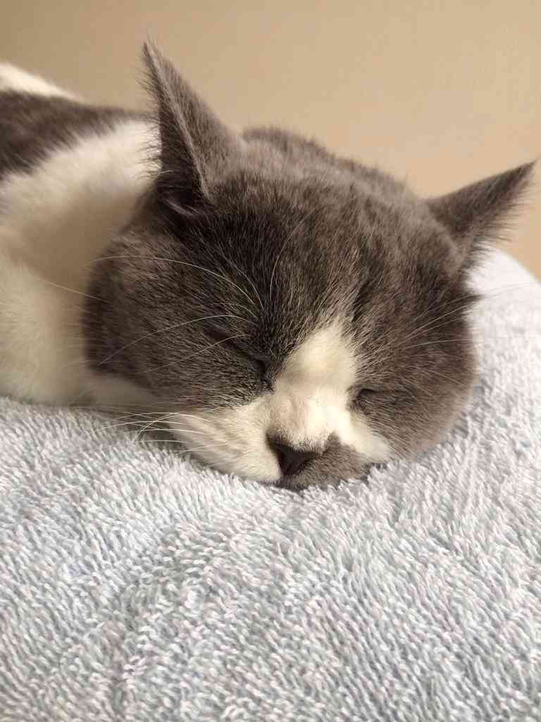 ねこ画像で癒されるトピ4