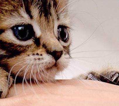ねこ画像で癒されるトピ4