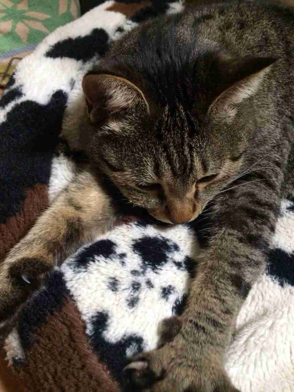 ねこ画像で癒されるトピ4