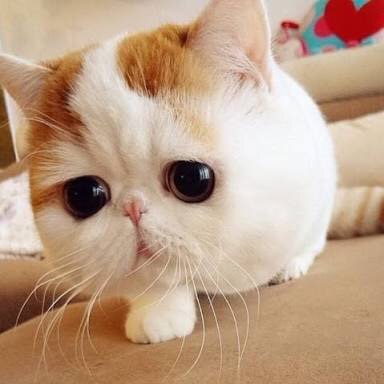 ねこ画像で癒されるトピ4