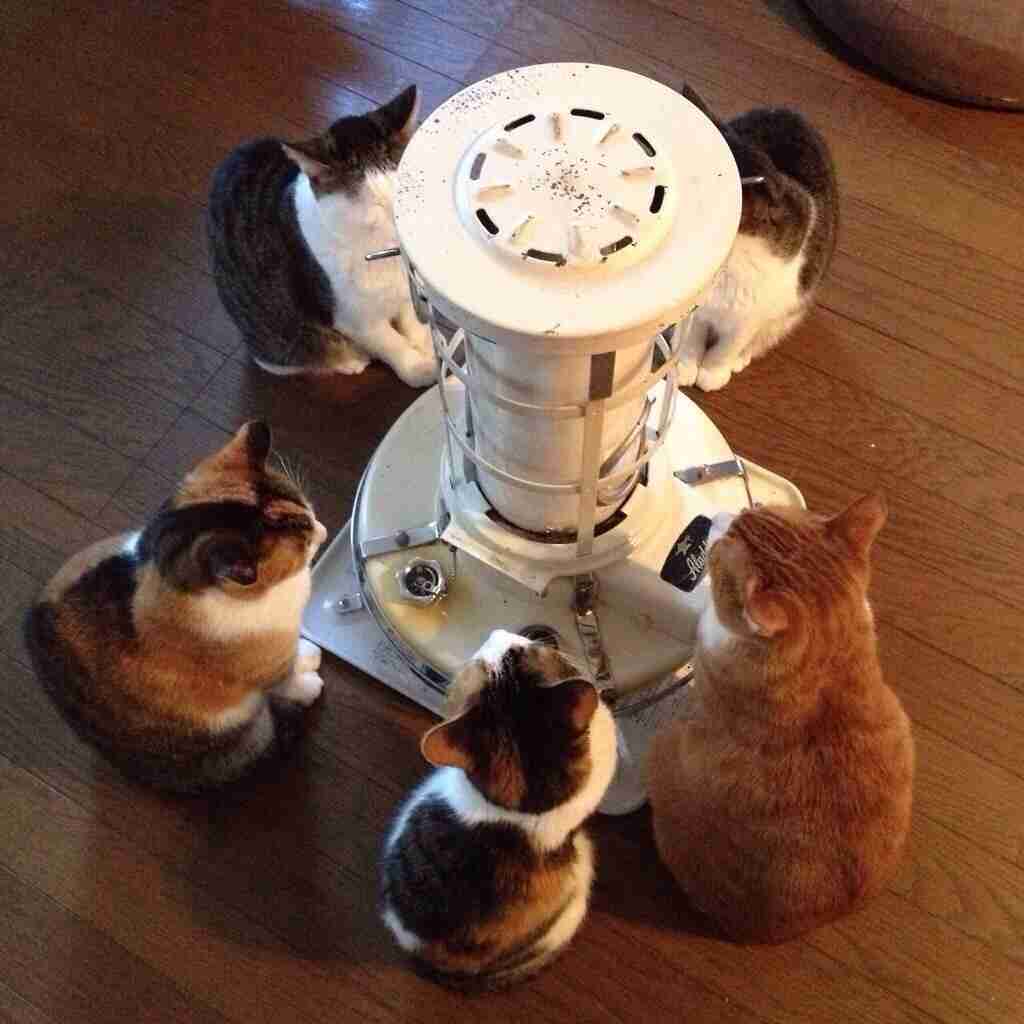 ねこ画像で癒されるトピ4