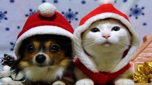 ねこ画像で癒されるトピ4
