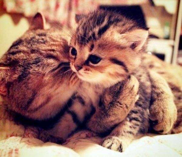 ねこ画像で癒されるトピ4