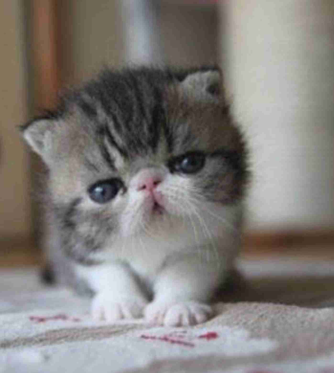ねこ画像で癒されるトピ4