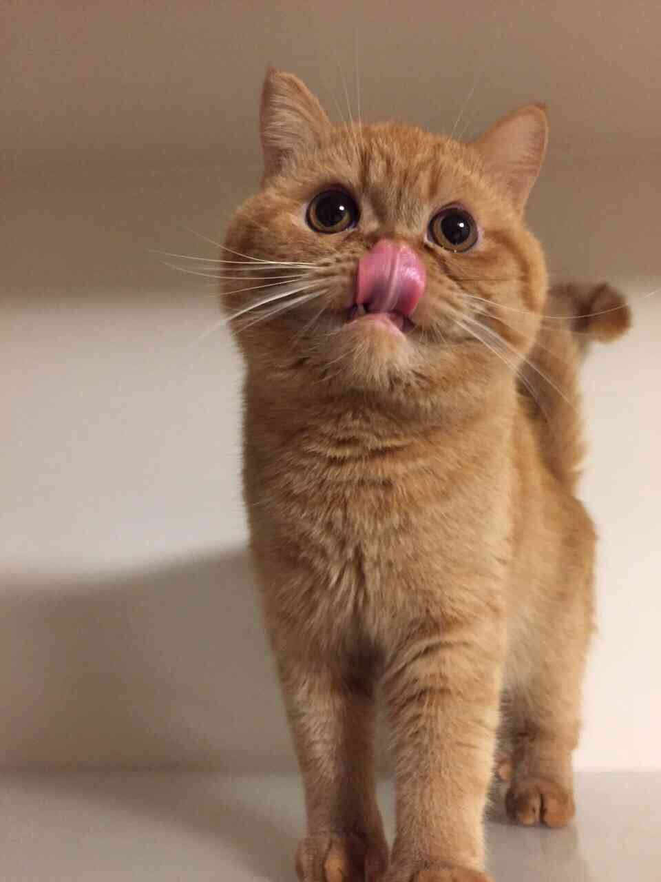 ねこ画像で癒されるトピ4