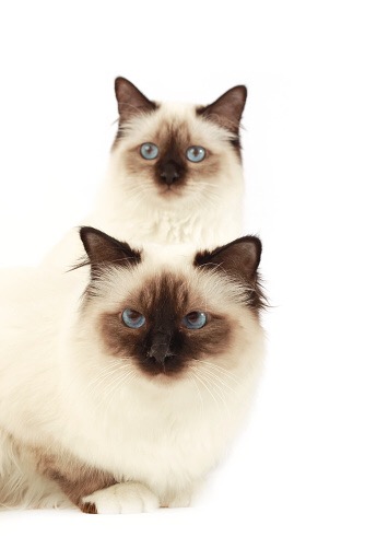 ねこ画像で癒されるトピ4