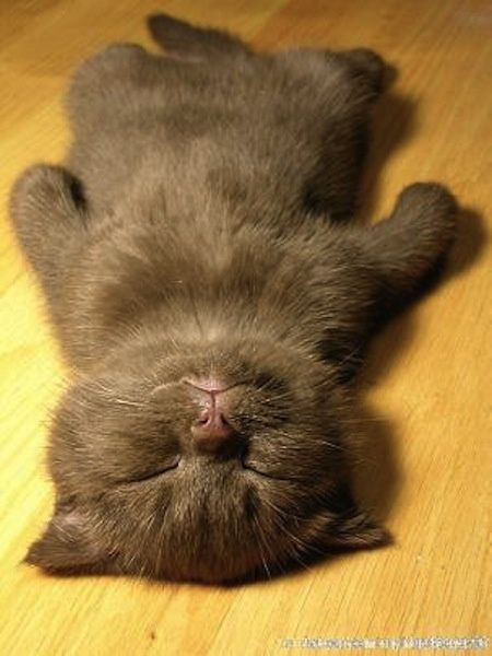ねこ画像で癒されるトピ4