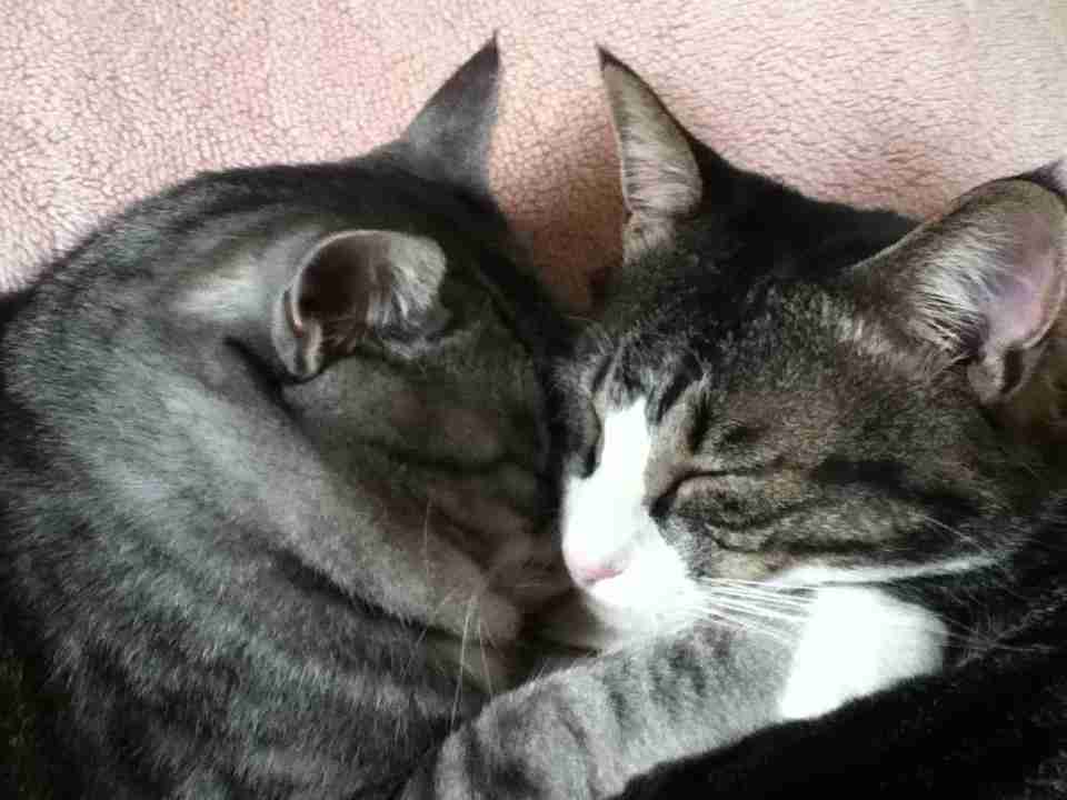 ねこ画像で癒されるトピ4