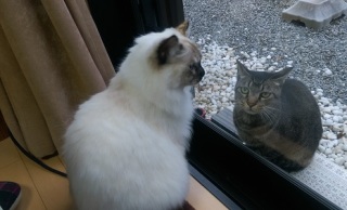 ねこ画像で癒されるトピ4