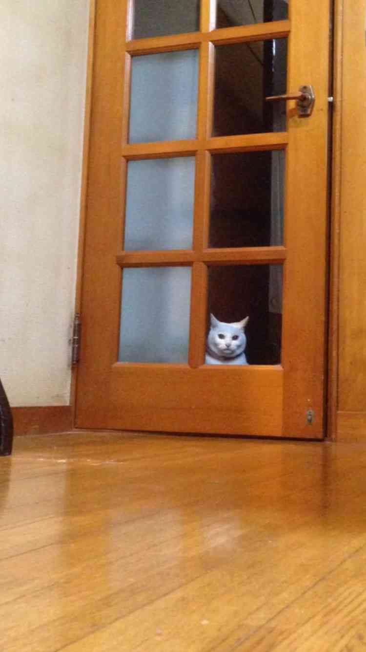 ねこ画像で癒されるトピ4