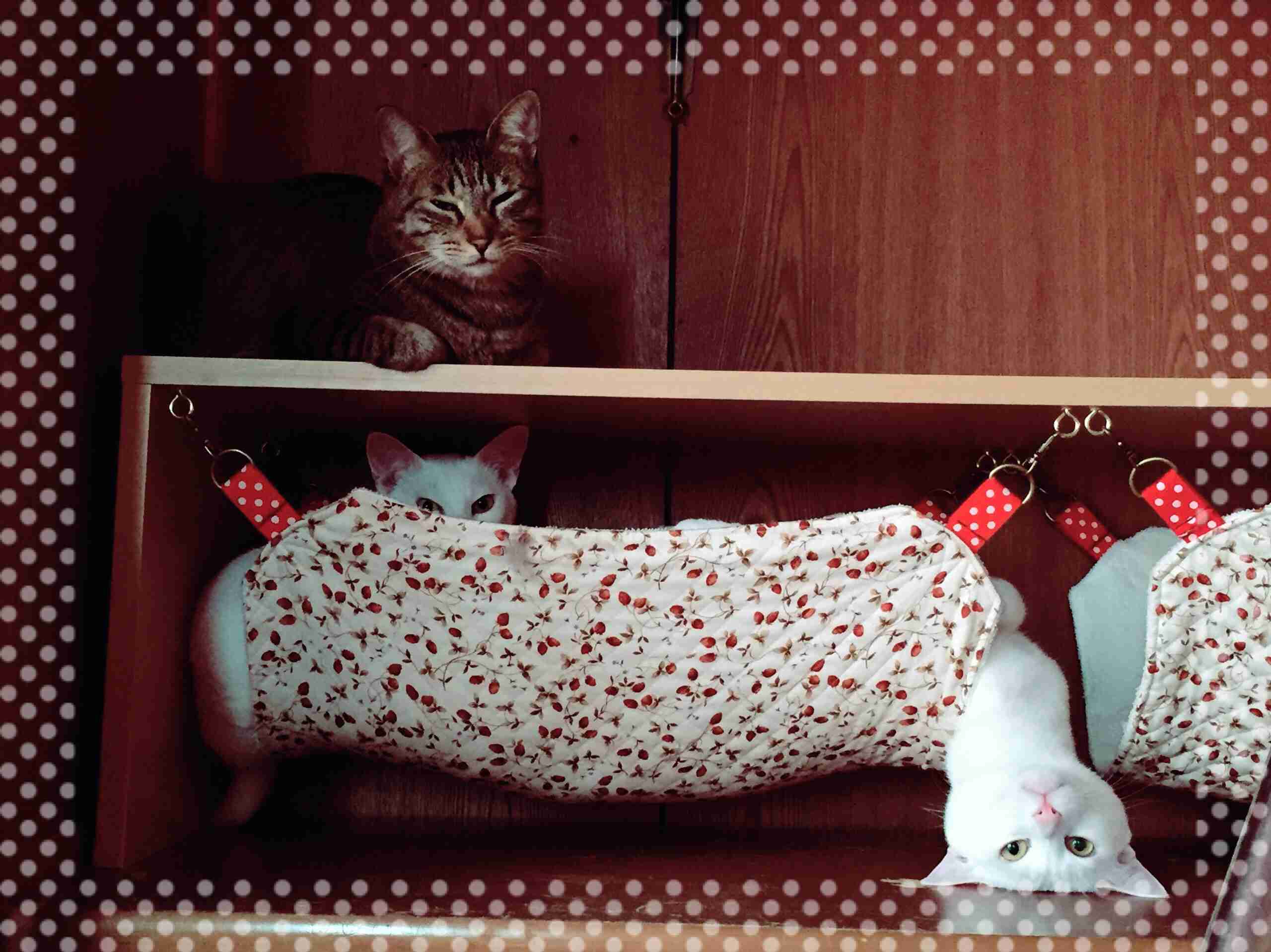 ねこ画像で癒されるトピ4