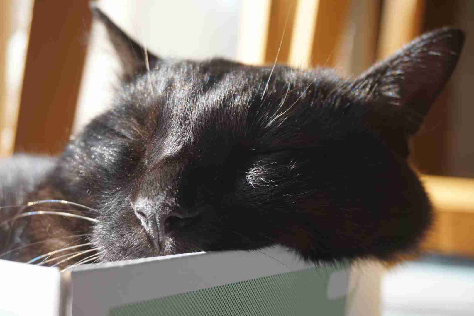 ねこ画像で癒されるトピ4