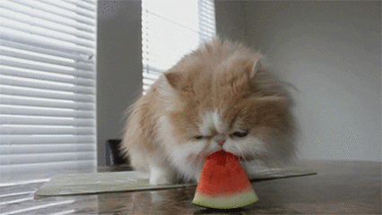 ねこ画像で癒されるトピ4