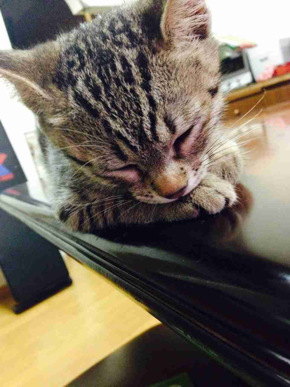 ねこ画像で癒されるトピ4