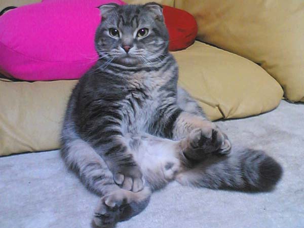 ねこ画像で癒されるトピ4