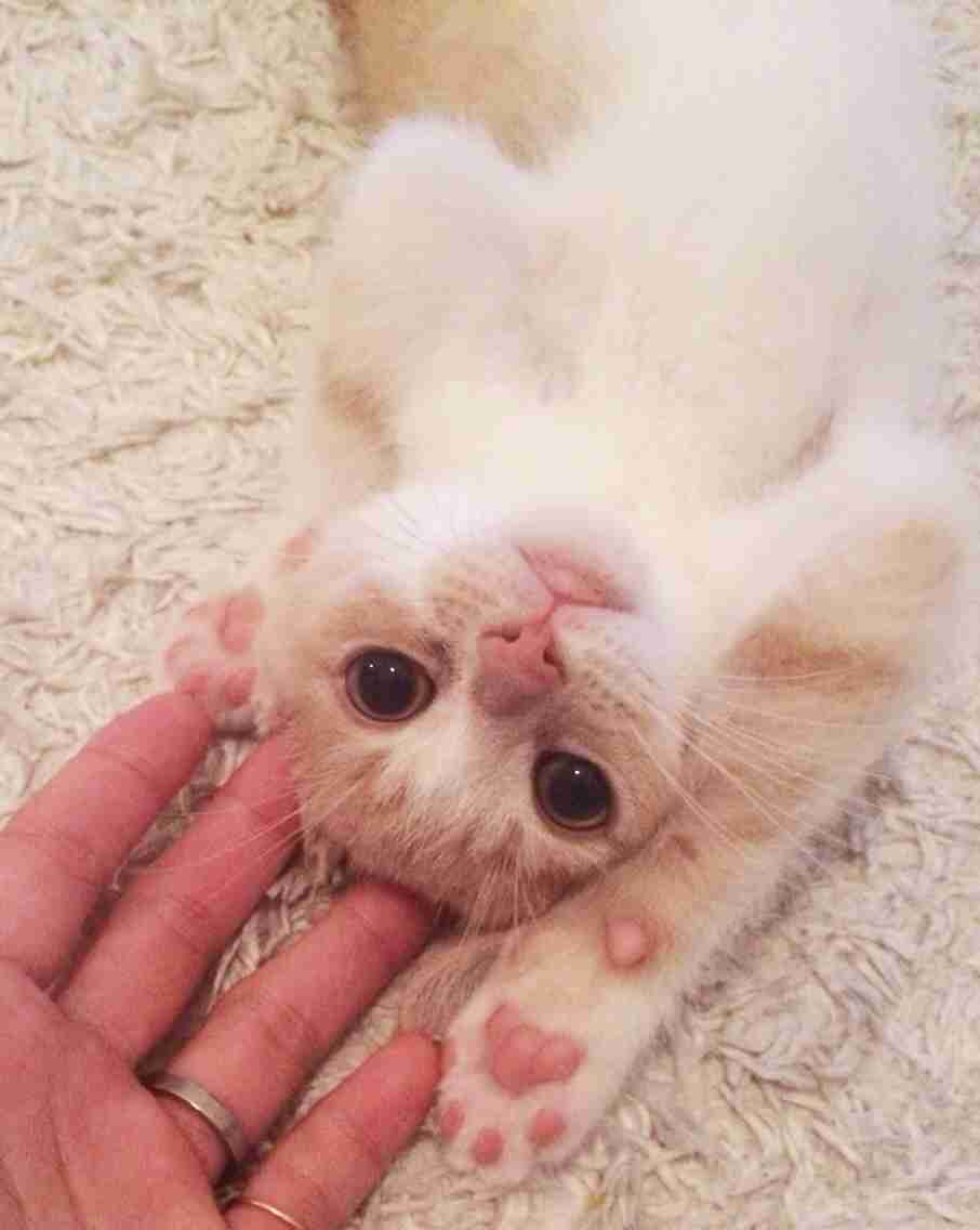 ねこ画像で癒されるトピ4