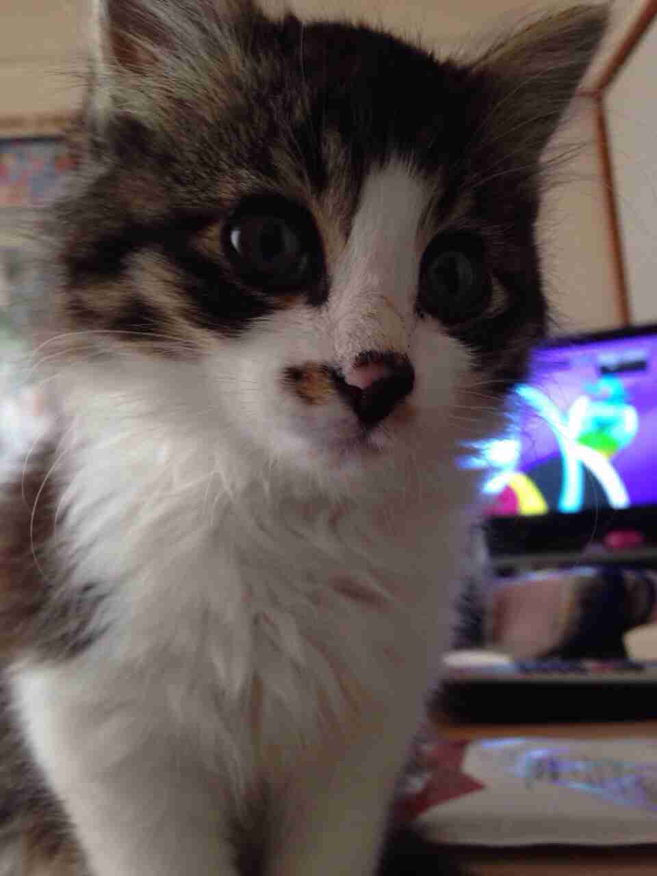 ねこ画像で癒されるトピ4