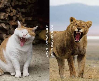 心が洗われる画像を貼るトピ