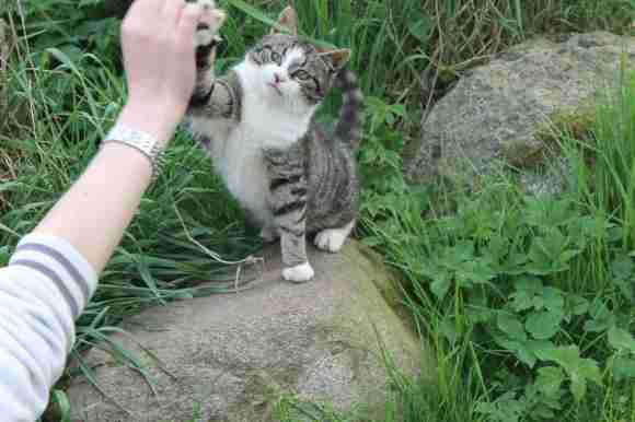 心が洗われる画像を貼るトピ