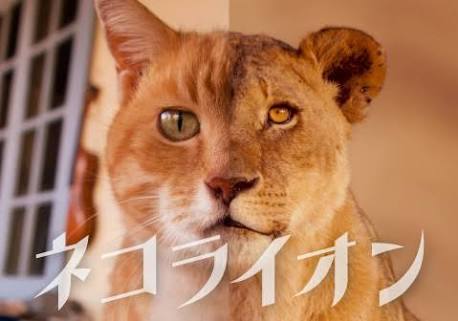 心が洗われる画像を貼るトピ