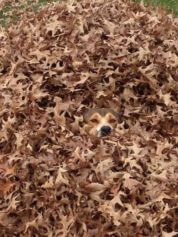 心が洗われる画像を貼るトピ