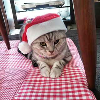 カレーが好きな人！