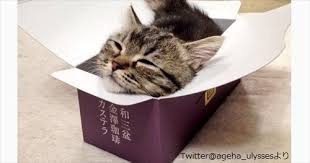 カレーが好きな人！