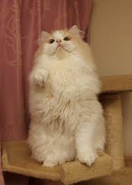 カレーが好きな人！