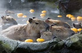 カレーが好きな人！